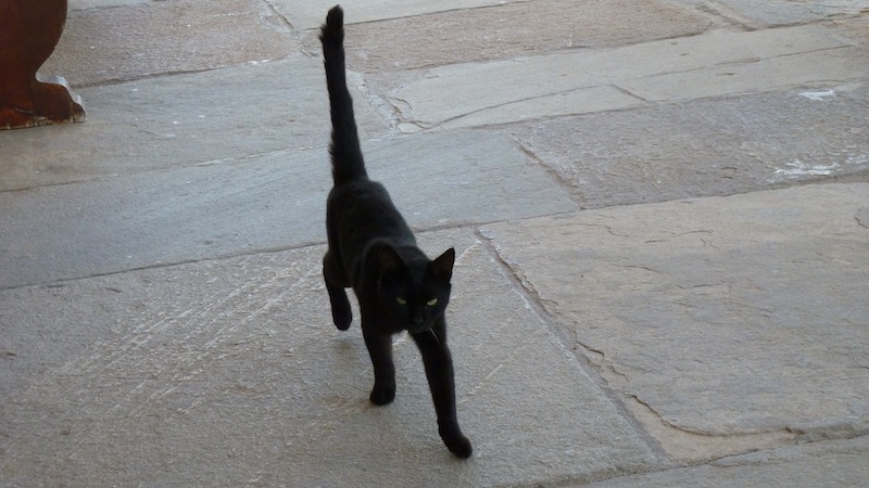 Delos cat 1.JPG